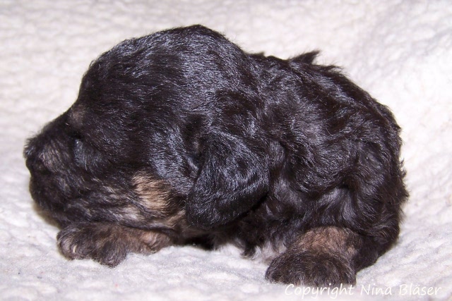 Arc-en-ciel Arlequin - 30.01 (2).JPG